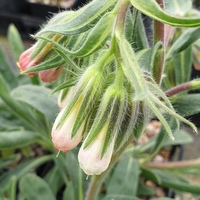 Onosma alborosea